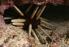 Raja Ampat 2016 - Echinometra mathaein- Rock boring Urchin - Oursin Crayon - IMG_4514_rc